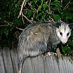 Opossum_1042503